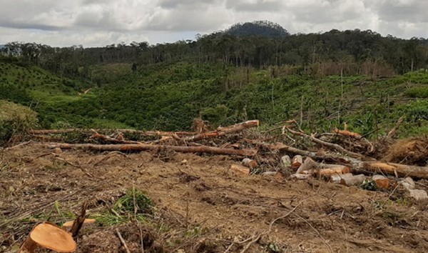 Lâm Đồng: Khẩn trương điều tra vụ phá rừng tại Đam Rông