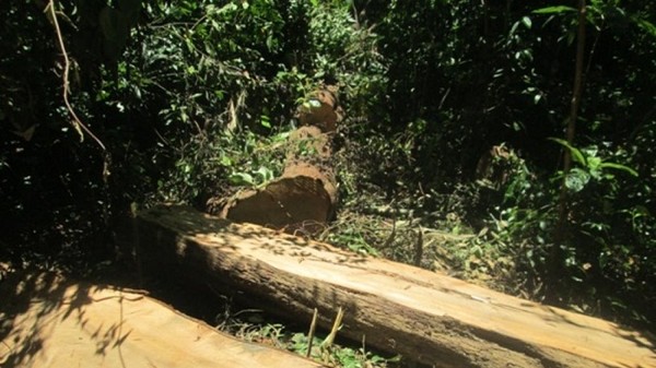 Hà Tĩnh: Bắt quả tang đối tượng khai thác rừng trái phép