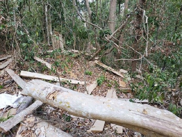 Khởi tố thêm một đối tượng trong vụ phá rừng nghiêm trọng tại Đăk Tô