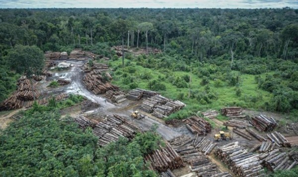 Diện tích rừng Amazon bị tàn phá tăng 5% so với cùng kỳ năm ngoái
