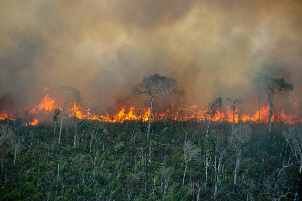 Rừng Amazon mất dần khả năng phục hồi dưới áp lực con người, hạn hán