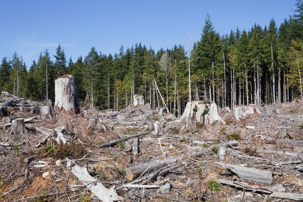 What are the causes of forest resource depletion?