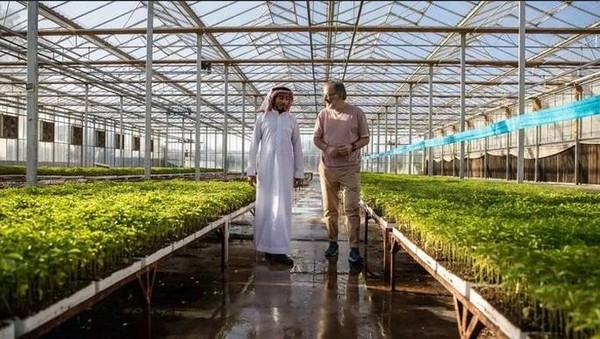 Arab Saudi tham vọng xây “ốc đảo trồng trọt” giữa sa mạc