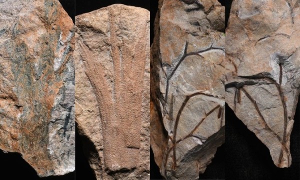 Anh: Phát hiện khu rừng hóa thạch cổ nhất thế giới