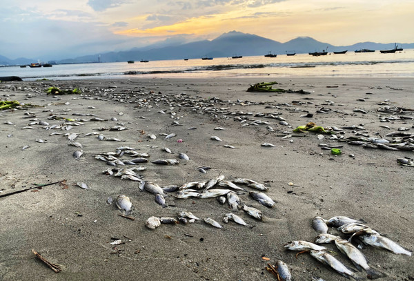 Cá chết trắng bờ dọc cửa xả nước thải ra biển ở Đà Nẵng