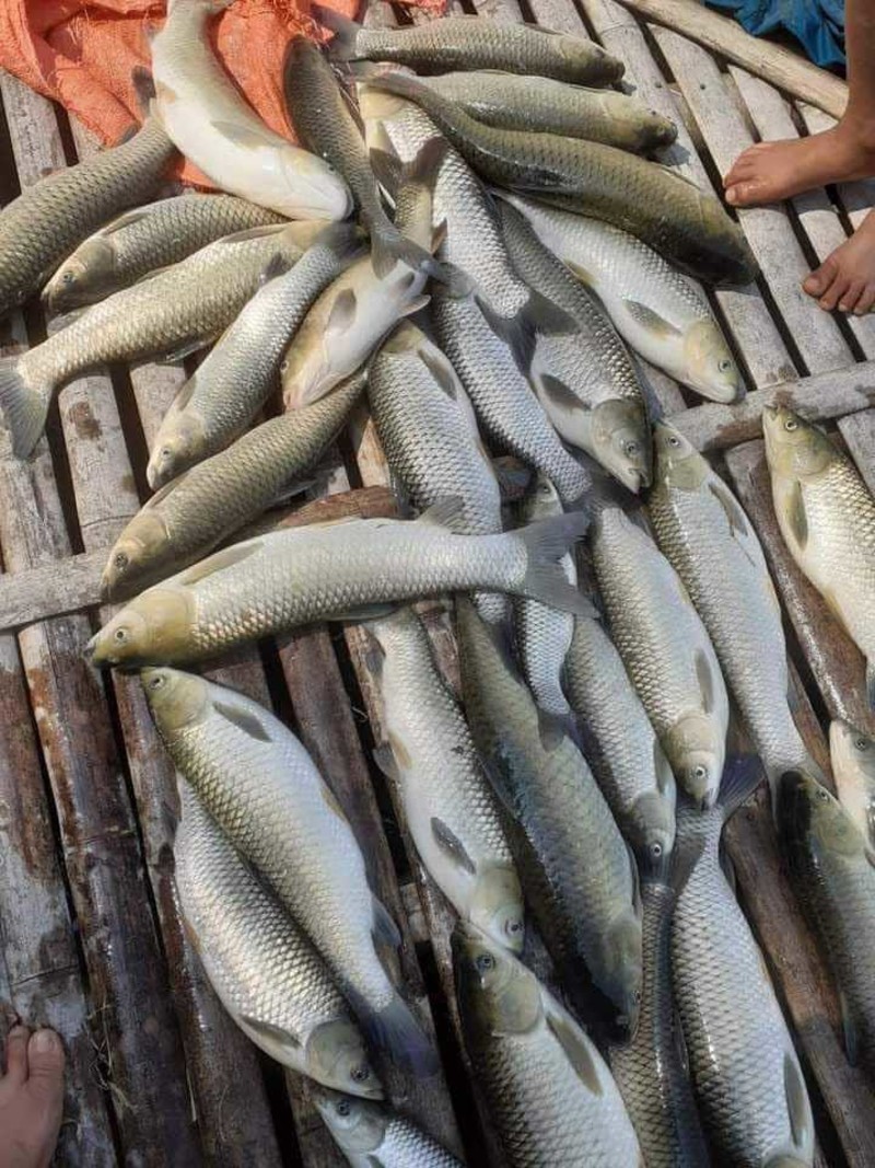 Thanh Hóa: Hàng tấn cá chết bất thường trên sông Mã