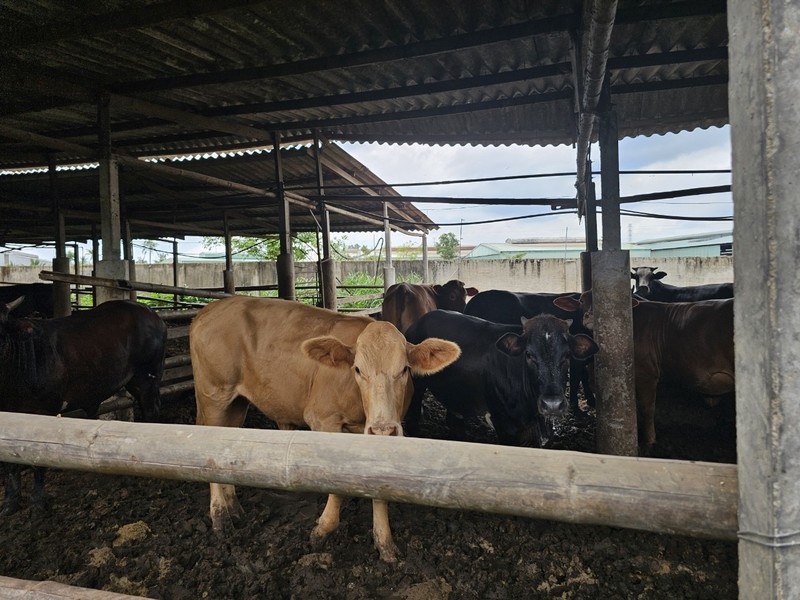 Đồng Nai: Cần kiểm tra, xử lý trang trại chăn nuôi bò gây ô nhiễm môi trường tại Trảng Bom